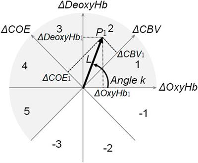 Functional quantification of oral motor cortex at rest and during tasks using activity phase ratio: A zero-setting vector functional near-infrared spectroscopy study